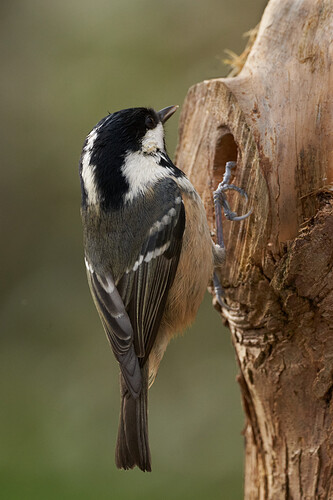 Coal tit