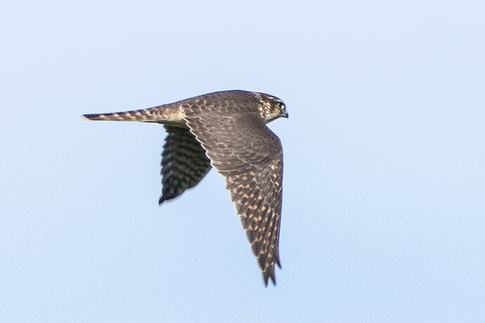 Merlin 01 08 09 25