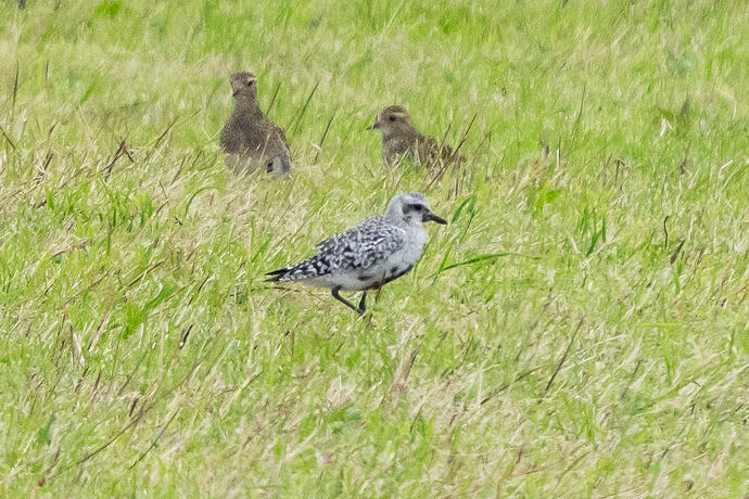 Grey Plover 03 29 08 26