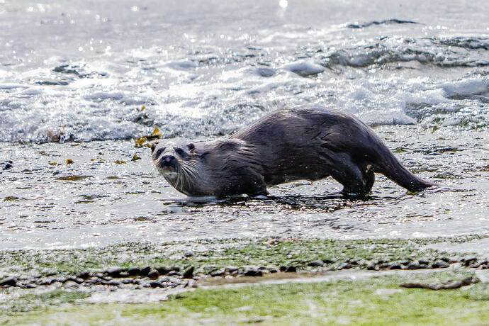 Otter 03 20 04 26