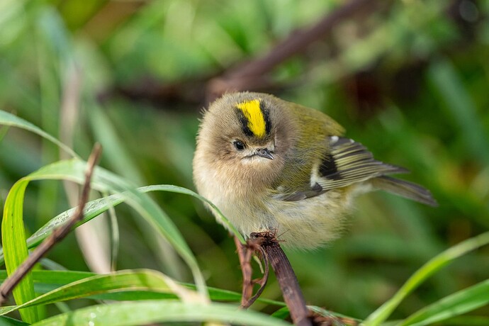 Goldcrest 02 08 10 25