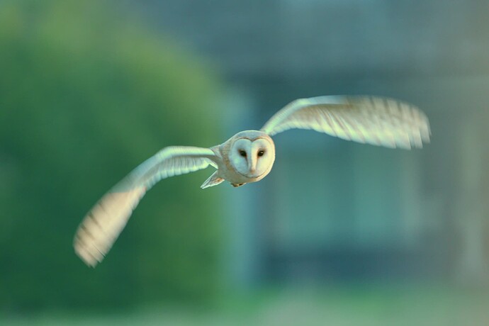 Barn owl 3