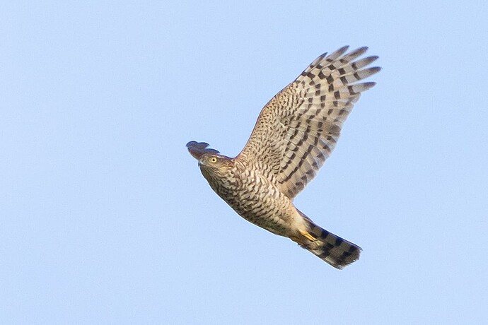 Sparrowhawk 08 14 10 25
