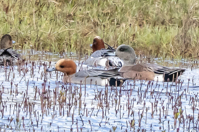 American Wigeon 04 04 05 26