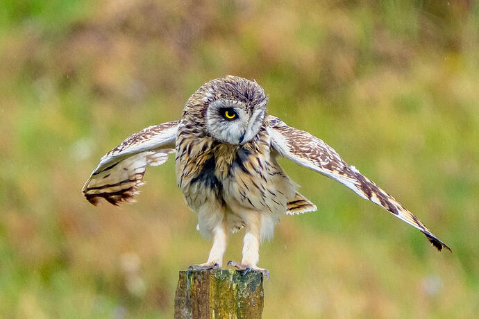 Short Eared Owl 14 17 06 26