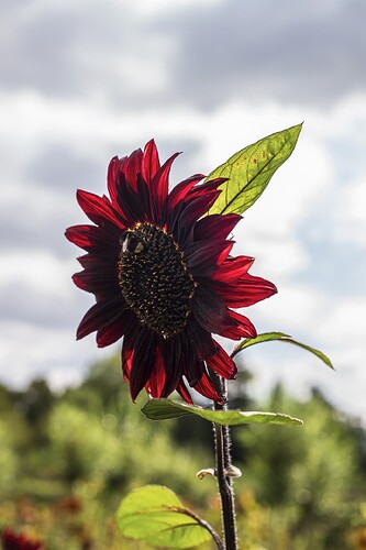 P1065391