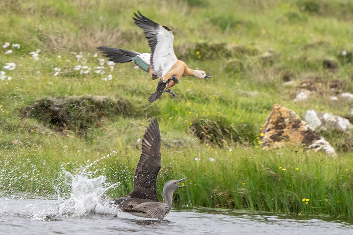 Ruddy Shelduck 03 03 07 26