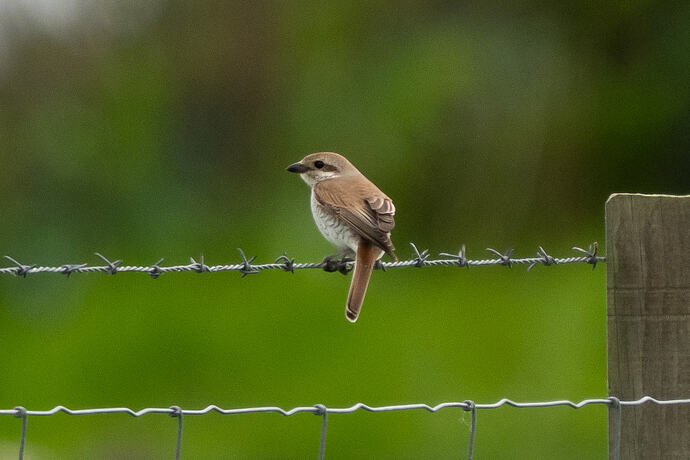 Red backed Shrike 01 08 06 26