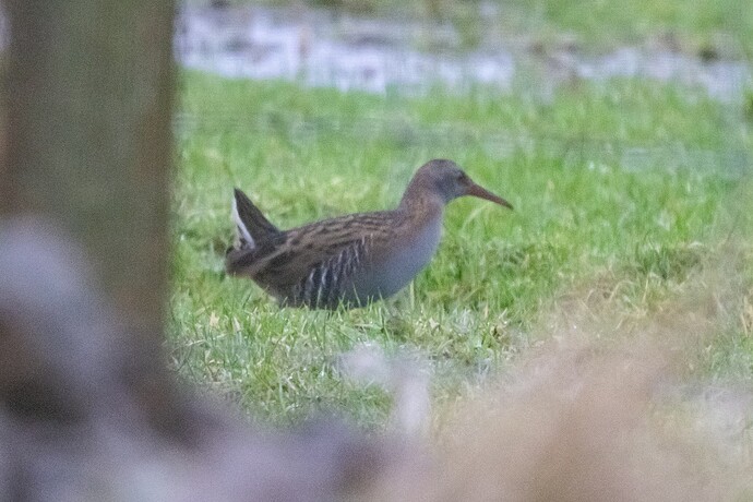 Water Rail 02 12 12 25