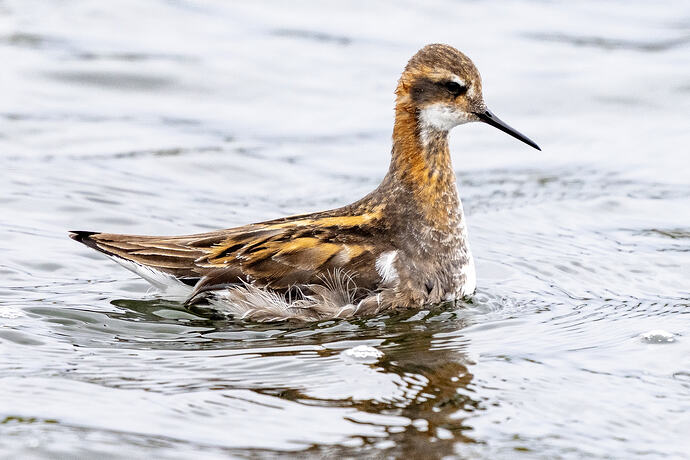 Red Necked Phalarope 12 23 05 26