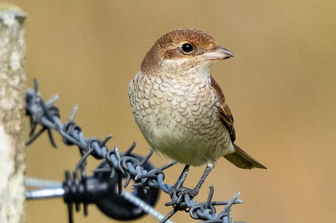 Red backed Shrike 01 12 09 25