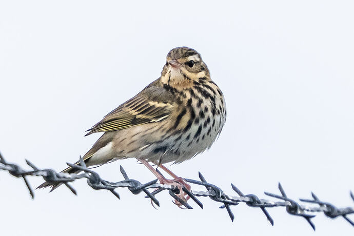 Olive backed Pipit 04 10 10 26