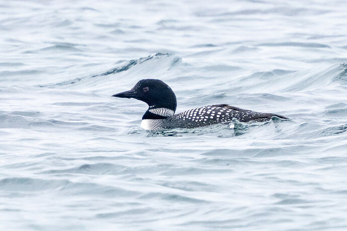 Great Northern Diver 02 01 05 26