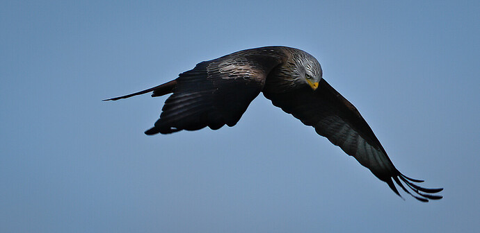 55007535537_28265a1db5_o