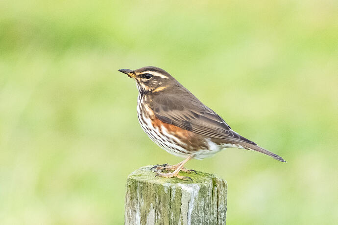Redwing 01 09 10 26