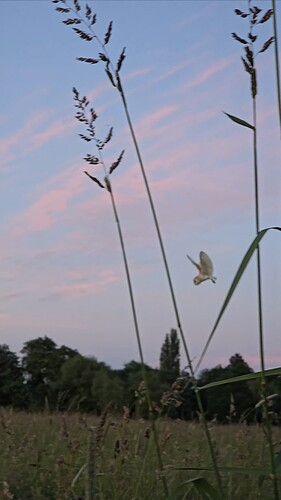 VideoCapture_20240619-215612