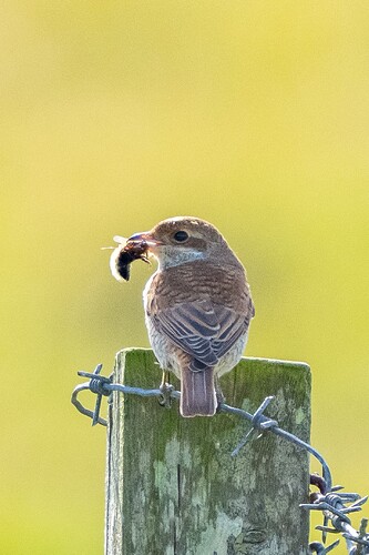 Red backed Shrike 01 13 09 25