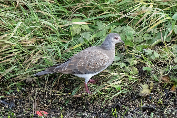 Turtle Dove 07 02 10 26