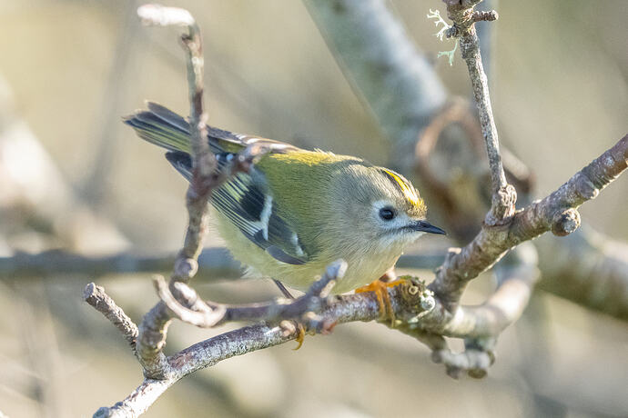Goldcrest  04 19 10 26
