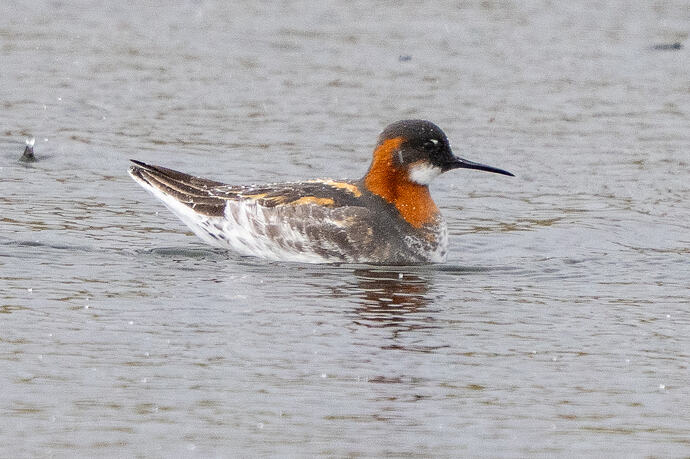 Red-necked Phalarope 02 16 05 26