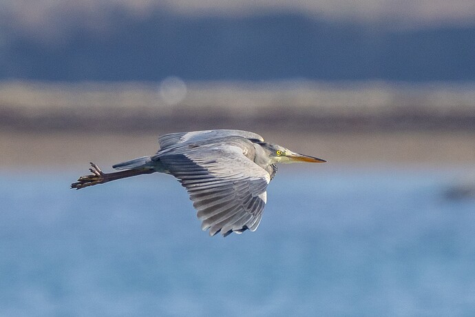 Grey Heron 02 05 03 26