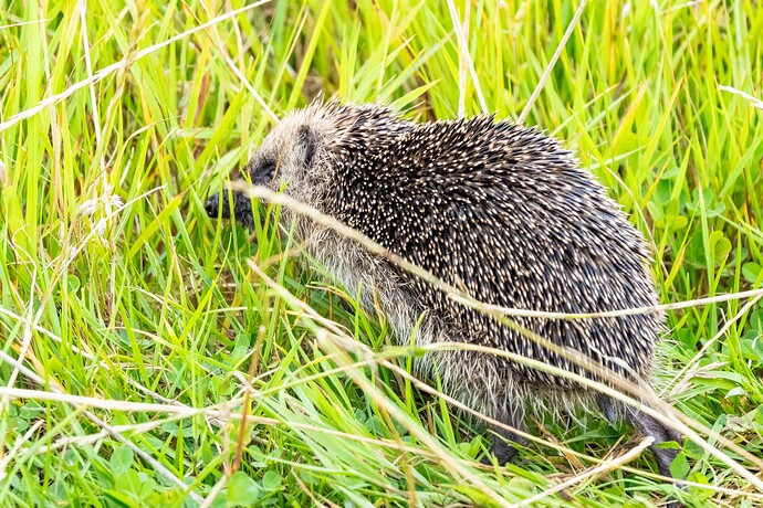 Hedgehog 02 12 08 25