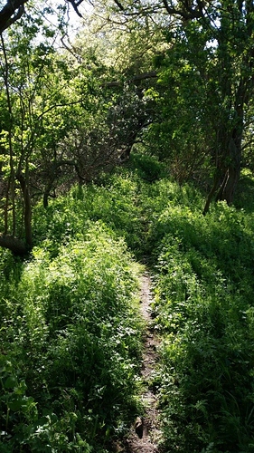 21 Apr Ardington Marsh lock path