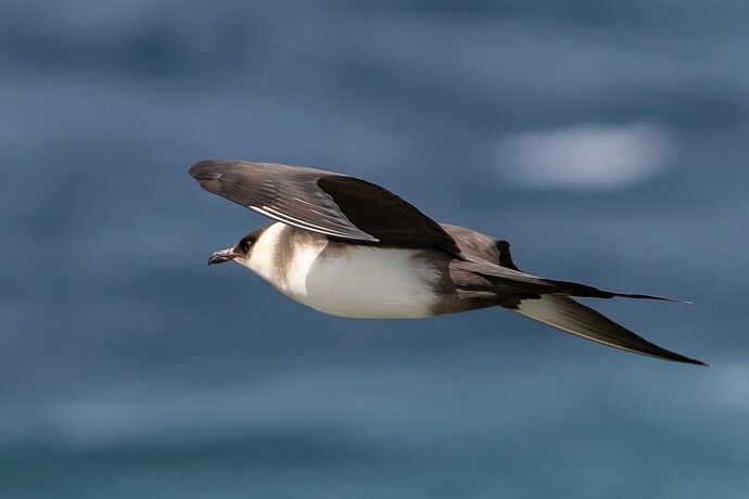 Arctic Skua 01 06 08 25
