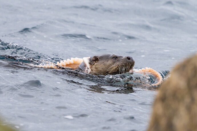 Otter 04 09 03 26