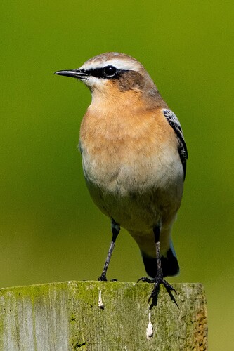 Wheatear 01 24 08 25