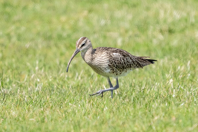 Whimbrel 01 03 05 26