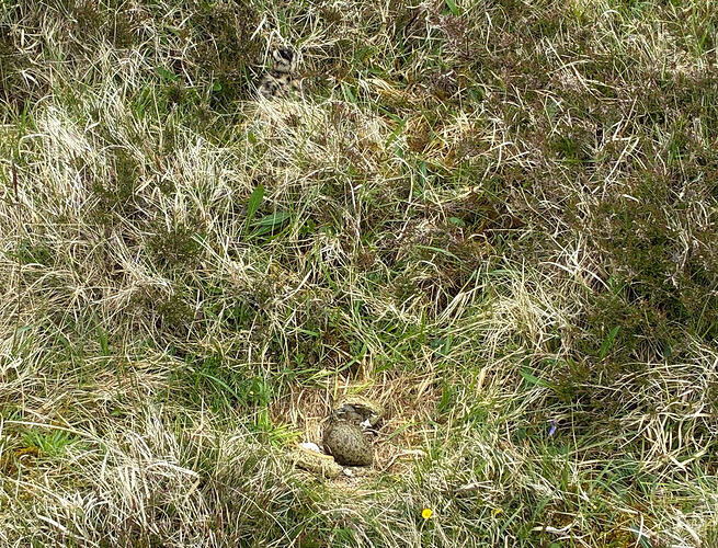 Curlew nest & chick