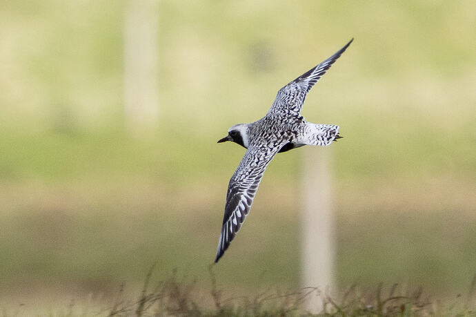 Grey Plover 05 25 04 26