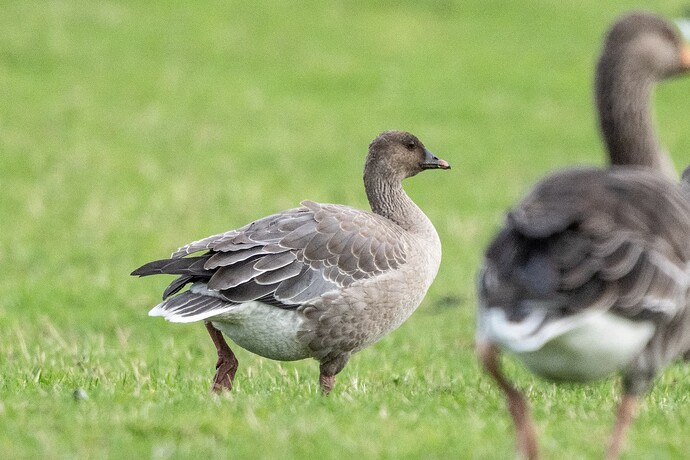 Pink-footed Goose 03 23 10 25