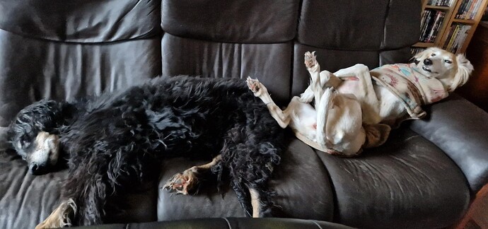Sofa Dogs