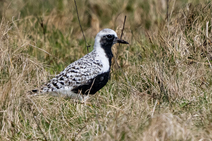 Grey Plover 10 25 04 26