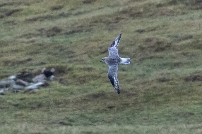 Grey Plover 03 06 02 26