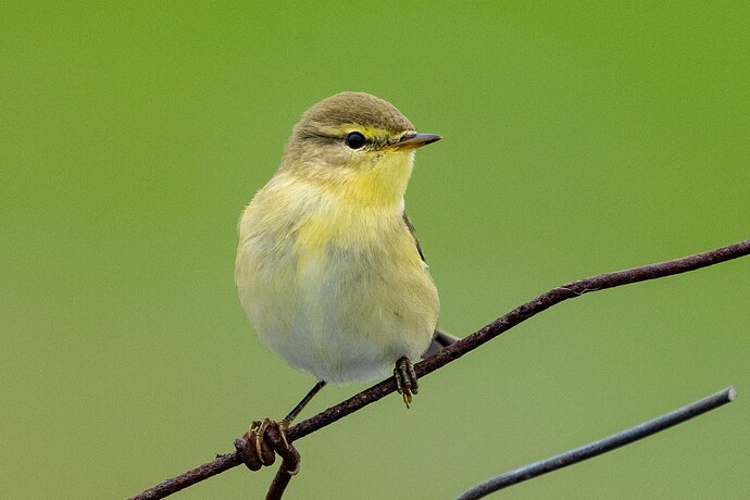 Willow Warbler 01 27 08 25