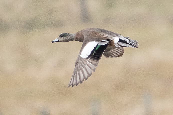 American Wigeon 08 03 05 26