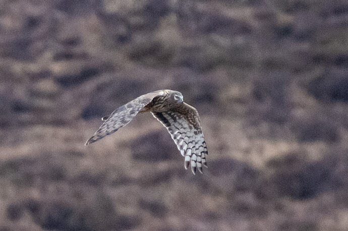 Hen Harrier 01 12 03 26