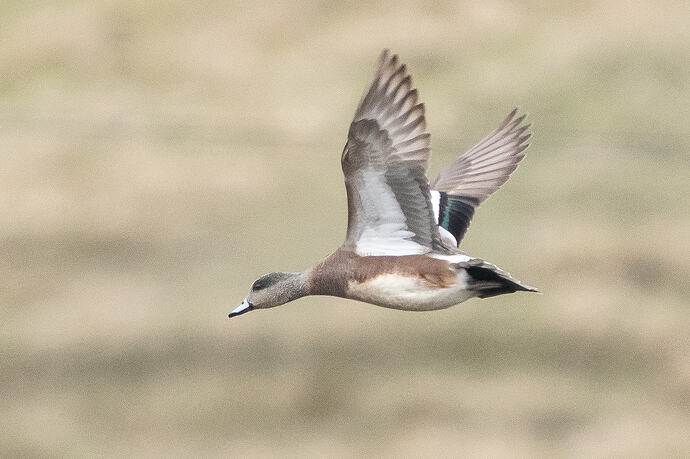 American Wigeon 09 03 05 26