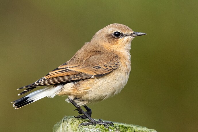 Wheatear 01 10 09 25