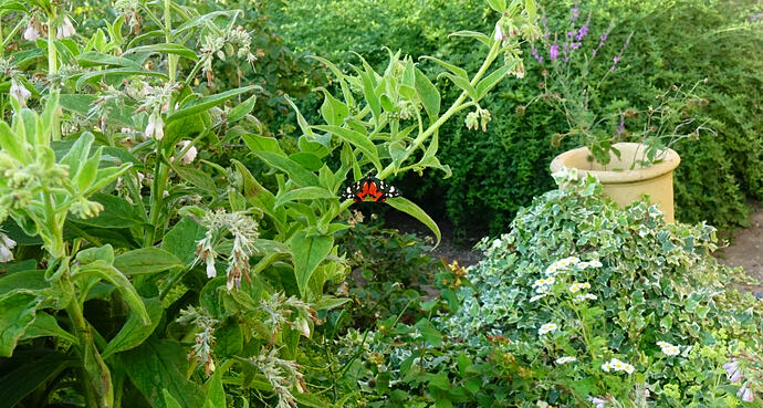 2026 06 21 The Grange - Scarlet tiger moth 2