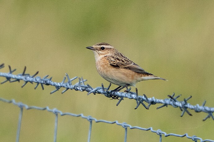 Whinchat 01 04 09 25