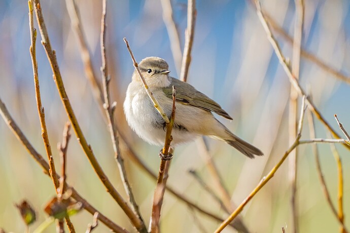 Sibe Chiffchaff 03 17 10 25