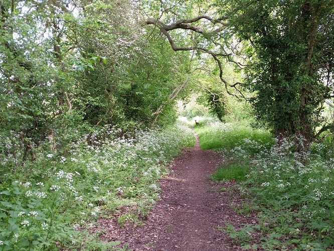 Nuneham%20wild%20deer%2001%20small