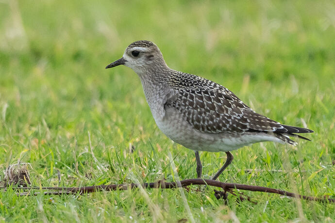 American Golden Plover 07 16 10 26