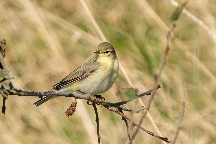 Willow Warbler 01 10 09 25