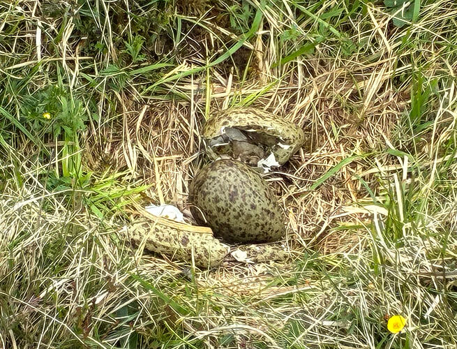 Curlew nest 12 06 26