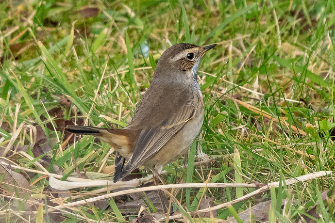 Bluethroat 03 18 10 26